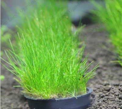 81% OFF on PABBA aquarium grass Seed(50 per packet) on Flipkart |  
