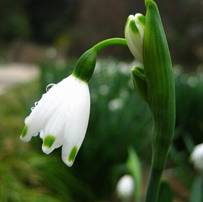 

Futaba Galanthus nivalis Common Snowdrop Flower Seed(200 per packet)