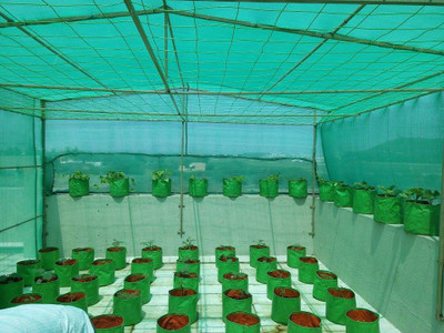 

Evergreen Evergreen ! Agro Shade Net ! 75% Shade ! Greenhouse UV Stabilized Net ! (3m x 15m) Garden Tool Kit(1 Tools)