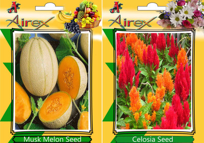 Airex Musk Melon, Celosia Seed(25 per packet)
