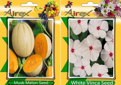 Airex Musk Melon, White Vinca Seed(20 per packet)