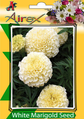 

Airex White Marigold Seed(30 per packet)