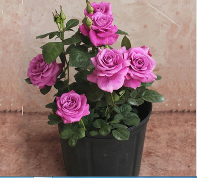 

GREEN FARMS Rose Seed(20 per packet)