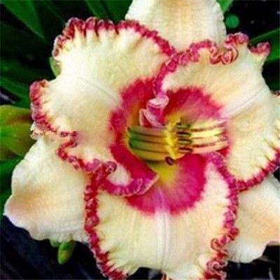 

Futaba Hemerocallis Tawny Daylily Seed(50 per packet)