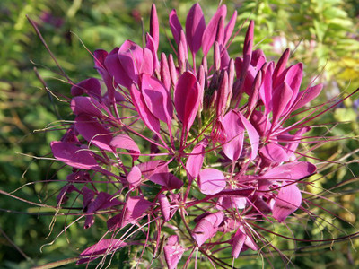

ShubhBhakti Cleome spinosa flower seeds Seed(20 per packet)