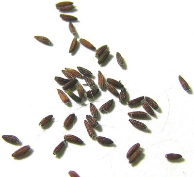 

ShubhBhakti Cineraria Seeds Seed(20 per packet)