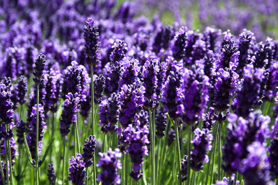 

Amir Enterprises Lavender Seed(20 Per Packet)