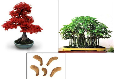 

NSKON Maple Seed(10 per packet)