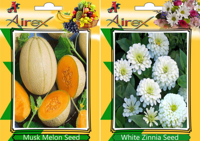 

Airex Musk Melon, White Zinnia Seed(20 per packet)