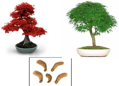 

Nskon Bonsai Japanese Red Maple + Italian Green Maple Tree Seed(10 per packet)