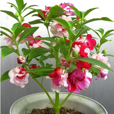

ShubhBhakti Balsam Flower Seeds Seed(20 per packet)