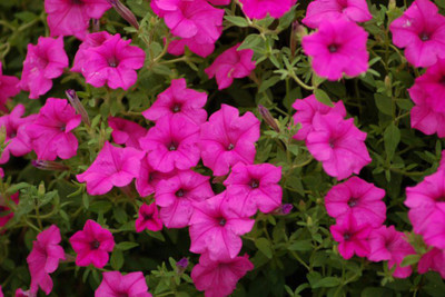 

ShubhBhakti Petunia Flower Seeds Seed(20 per packet)