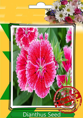 

ShubhBhakti Dianthus Flower Seeds Seed(20 per packet)