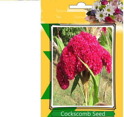 

ShubhBhakti Celosia Dwarf Cockscomb Mixed Flower Seeds Seed(20 per packet)