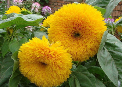 

Airex SUNFLOWER SUNGOLD SUMMER FLOWER SEED PACK OF 20 SEED PER PACKET Seed(20 per packet)