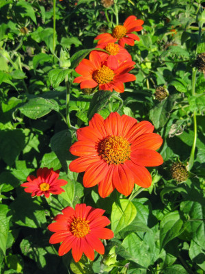 

AIREX TITHONIA TORCH RED SUMMER FLOWER SEED PACK OF 20 SEED PER PACKET Seed(20 per packet)