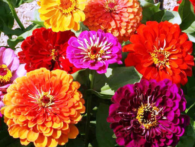 

Airex ZINNIA DOUBLE MIXED SUMMER FLOWER SEED PACK OF 20 SEED PER PACKET Seed(20 per packet)