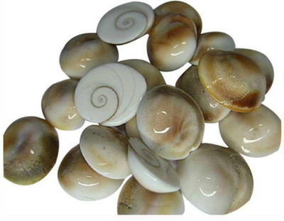 

SHIVOHAM 21pc Gomti Chakra Shell for health & prosperity Decorative Showpiece - 2 cm(Stoneware, Multicolor)