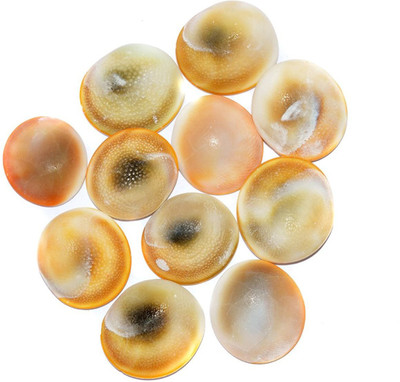 

SHIVOHAM Gomti Chakra 11pc Marble Yantra(Pack of 1)