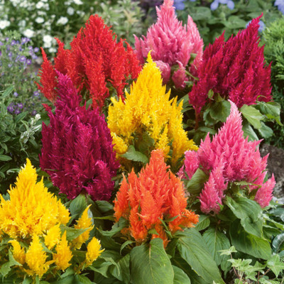 

AIREX CELOSIA MIXED SUMMER FLOWER SEEDS (PACK OF 20 SEED EACH PACKET) Seed(20 per packet)