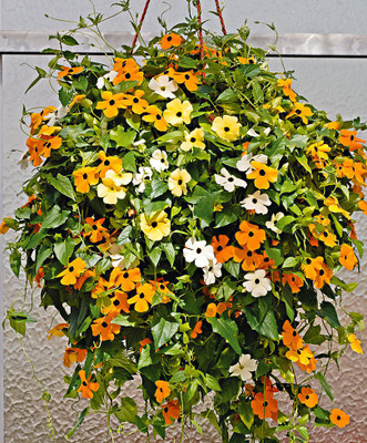 

AIREX THUNBERGIA SUMMER FLOWER SEED PACK OF 20 SEED EACH PACKET Seed(20 per packet)