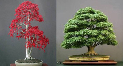 

Priyathams Imported Japanese Bonsai Green Maple Tree + Red Maple tree Seed(20 per packet)