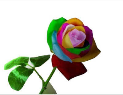 

Priyathams Very Beautiful Multi Color Bonsai Rose plant Seed(15 per packet)