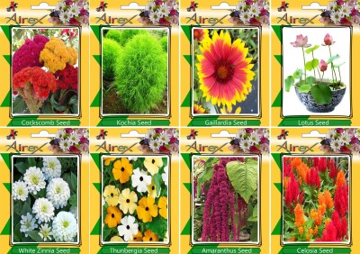 Airex Cockscomb, Kochia, Gaillardia, Lotus, White Zinnia, Thunbergia, Amaranthus, and Celosia Seed(25 per packet)