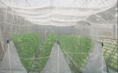 Shahji Creation HDPE - High Density Poly Ethylene Infants Garden Shade Mosquito And Mesh Net 10Mts White Roll Mosquito Net(White) available at flipkart for Rs.219