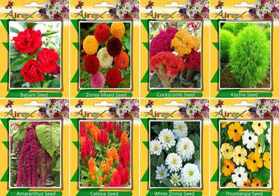 

Airex Balsam, Zinnia Mixed, Cockscomb, Kochia, Amaranthus, Celosia, White Zinnia, And Thunbergia Seed(25 per packet)