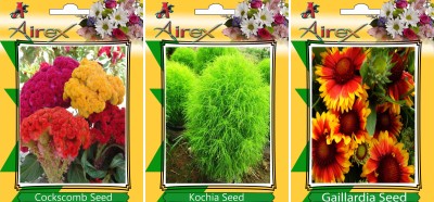 Airex Cockscomb, Kochia, Gaillardia Seed(15 per packet)