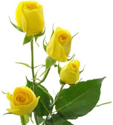 

Priyathams Beautiful Imported YELLOW ROSE Plant Seed(15 per packet)