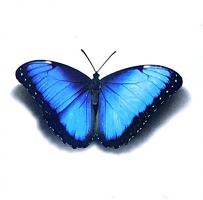 

Savii Arm Hand Wrist Tattoo(3D Butterfly)