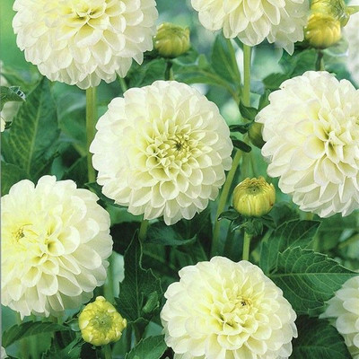 

AIREX ZINNIA GIANT WHITE SUMMER FLOWER SEED (PACK OF 10 SEED EACH PACKET) Seed(10 per packet)