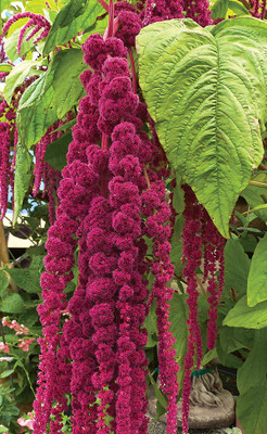 

AIREX AMARANTHUS RED SUMMER FLOWER SEED (PACK OF 10 SEED EACH PACKET) Seed(10 per packet)