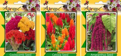 Airex Cockscomb, Celosia, Amaranthus Seed(25 per packet)