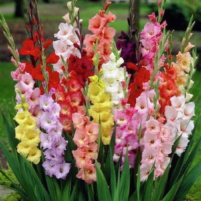 

SENECIO™ Gladiolus Seed(1 per packet)