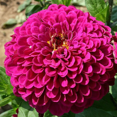 

Airex PURPLE ZINNIA SUMMER FLOWER SEED PACK OF 10 SEED PER PACKET Seed(10 per packet)
