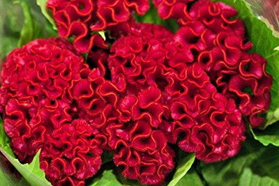 Airex COCKSCOMB TALL RED SUMMER FLOWER SEED PACK OF 10 SEED PER PACKET Seed(10 per packet)
