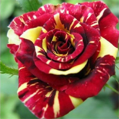 

Futaba Rose Seed(100 per packet)