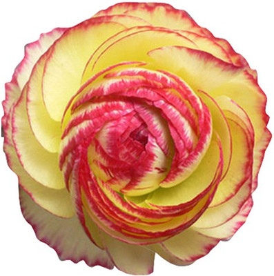 

Futaba Ranunculus-Persian Buttercup Seed(20 per packet)