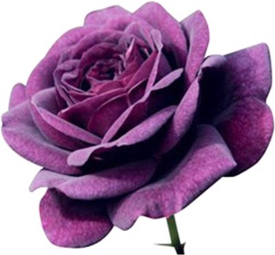 Futaba Rose Seed(100 per packet)