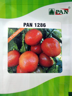 

PAN Tomato Seed(4000 per packet)