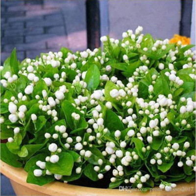 

Priyathams Imported Bonsai Worlds Rare ITALIAN Jasmine Flower Plant ( potted/Balcony plant) Seed(50 per packet)