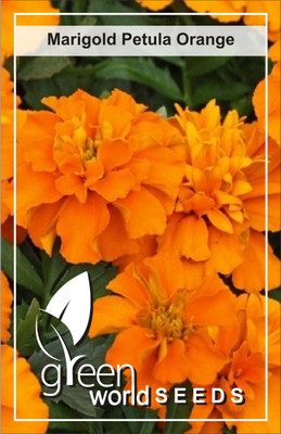

Green World French Orange Marigold Seed(50 per packet)