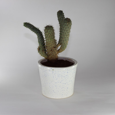 

PORT REGALO Plant Container(Ceramic, External Height - 9 cm), White