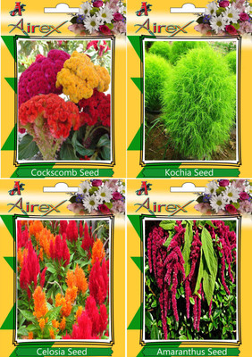 

Airex Cockscomb, Kochia, Celosia, Amaranthus Seed(25 per packet)
