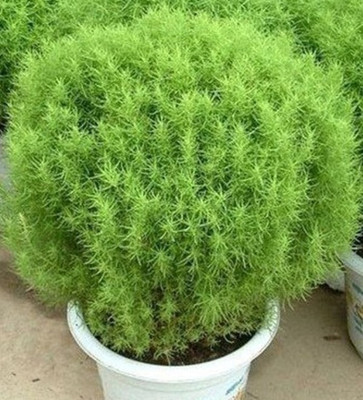 ROSEMERC grass Seed(30 per packet)