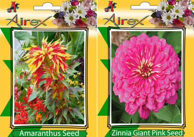

Airex Amaranthus, Pink Zinnia Seed(15 per packet)