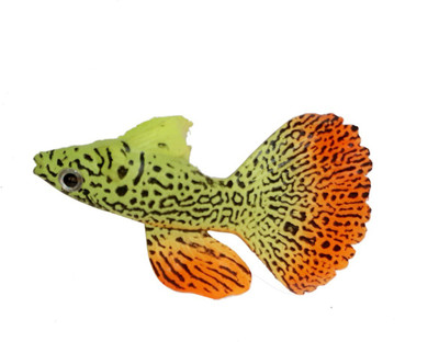 

SRI Arificial Fake Fish Home Aquarium Tank Ornament Decoration With Sucker Cup Laterite Unplanted Substrate(Multicolor)